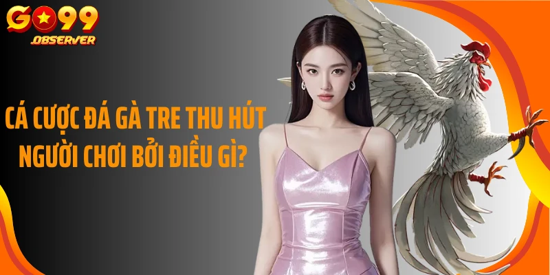 Cá cược đá gà tre thu hút người chơi bởi điều gì?
